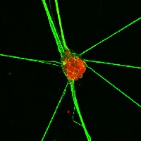 Capsaicin receptor in the group Antibodies Human Cell Biology / Neuroscience / Neurobiology at Agrisera AB (Antibodies for research) (AS13 2701)